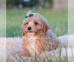 Small #9 Maltipoo (Toy)