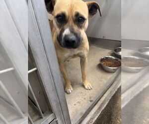 Mutt Dogs for adoption in San Bernardino, CA, USA