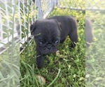Small Photo #84 Pug Puppy For Sale in HILLSDALE, MI, USA