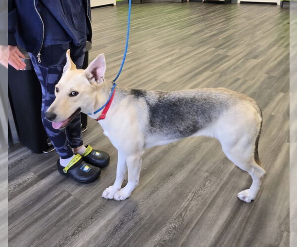 Medium Photo #1 German Shepherd Dog-Unknown Mix Puppy For Sale in Winston Salem, NC, USA