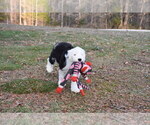 Small Photo #32 Old English Sheepdog Puppy For Sale in MARIONVILLE, MO, USA