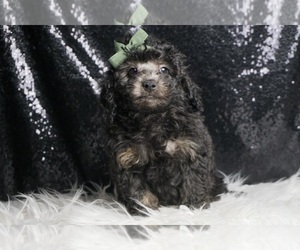 Poodle (Miniature) Puppy for sale in WARSAW, IN, USA