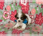 Small Photo #2 ShihPoo Puppy For Sale in LANCASTER, PA, USA