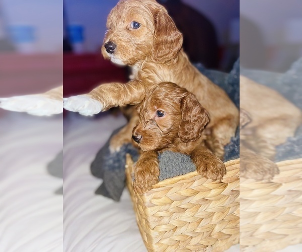 Full screen Photo #2 Goldendoodle (Miniature) Puppy For Sale in MIAMI, FL, USA