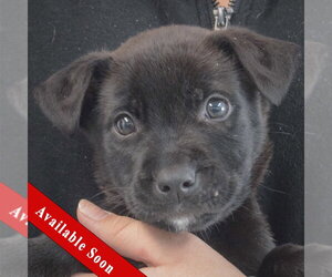 Mutt Dogs for adoption in Huntley, IL, USA