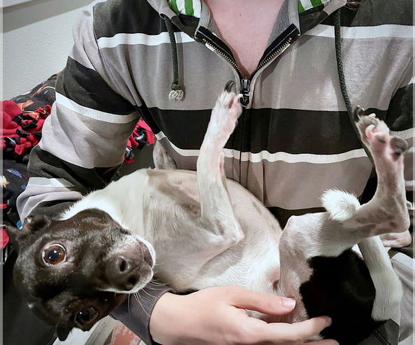 Medium Photo #3 Rat Terrier Puppy For Sale in Atlanta, GA, USA