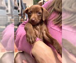 Small #3 Chihuahua Mix