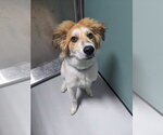 Small #4 Mutt