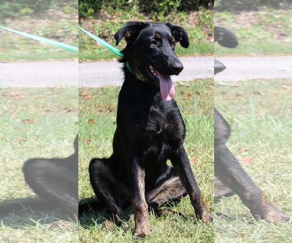 Medium Photo #1 Labrador Retriever-Unknown Mix Puppy For Sale in Prattville, AL, USA