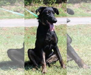 Labrador Retriever-Unknown Mix Dogs for adoption in Prattville, AL, USA