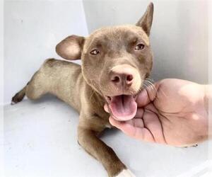 Mutt Dogs for adoption in Houston, TX, USA