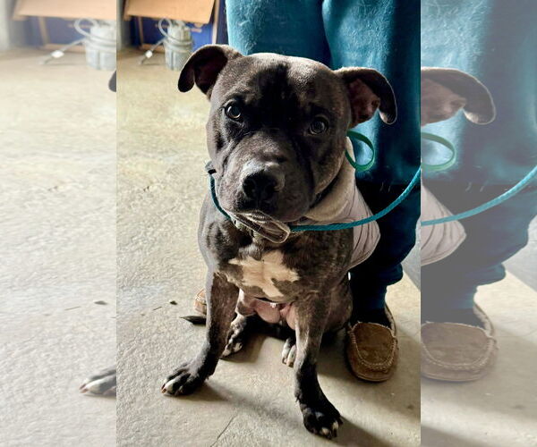 Medium Photo #2 American Pit Bull Terrier-Unknown Mix Puppy For Sale in Germantown, OH, USA
