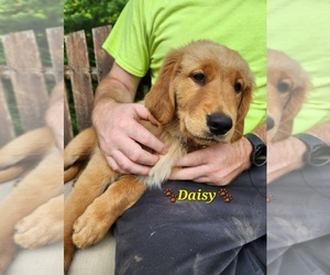 Golden Retriever Puppy for sale in WILLIAMSON, WV, USA