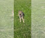 Small #2 German Shepherd Dog