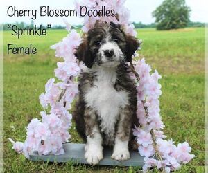Bordoodle Litter for sale in GREENWICH, OH, USA