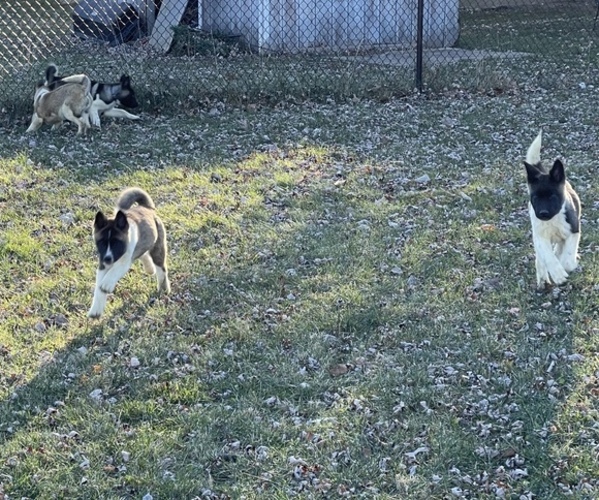 Medium Photo #28 Akita Puppy For Sale in INDIANAPOLIS, IN, USA