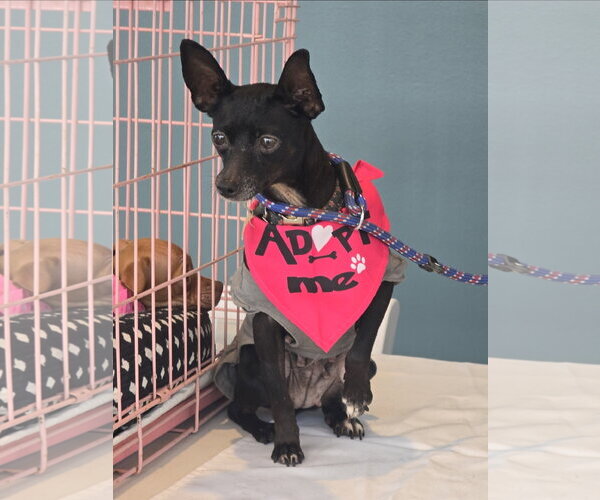 Medium Photo #1 Chihuahua Puppy For Sale in Rosenberg, TX, USA