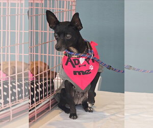 Chihuahua Dogs for adoption in Rosenberg, TX, USA