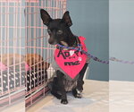Carrieann - Female Chihuahua Dog for Adoption - Small photo