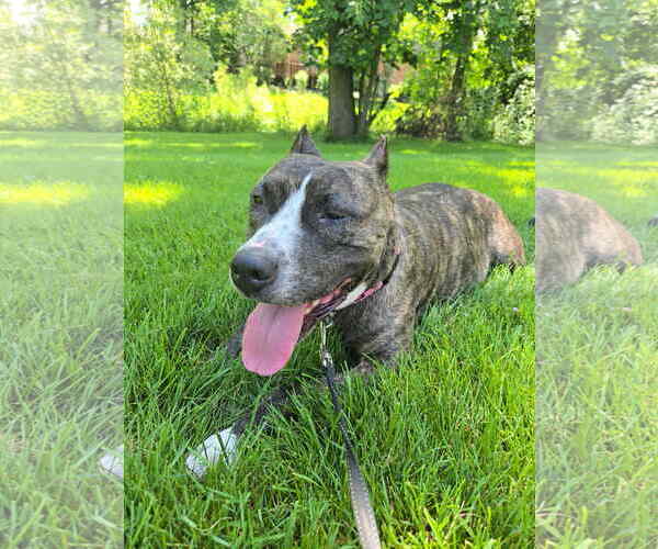Medium Photo #4 American Pit Bull Terrier-Unknown Mix Puppy For Sale in Strongsville, OH, USA