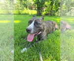 Small #3 American Pit Bull Terrier Mix