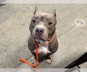 American Pit Bull Terrier Dogs for adoption in Tavares, FL, USA