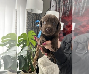 Labrador Retriever Puppy for sale in THORNTON, CO, USA
