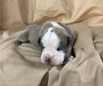 Small #14 Olde English Bulldogge