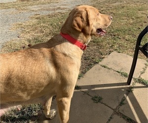 Mother of the Labrador Retriever puppies born on 12/13/2025