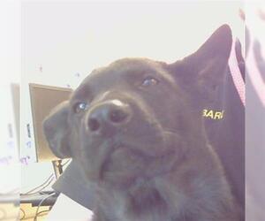 German Shepherd Dog Dogs for adoption in Sacramento, CA, USA