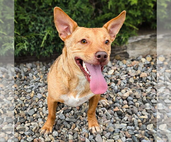 Medium Photo #2 Dorgi Puppy For Sale in Albuquerque, NM, USA