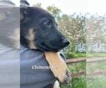 Small Photo #7 German Shepherd Dog-Siberian Husky Mix Puppy For Sale in COLUMBUS, OH, USA