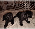 Small #8 Schnauzer (Miniature)