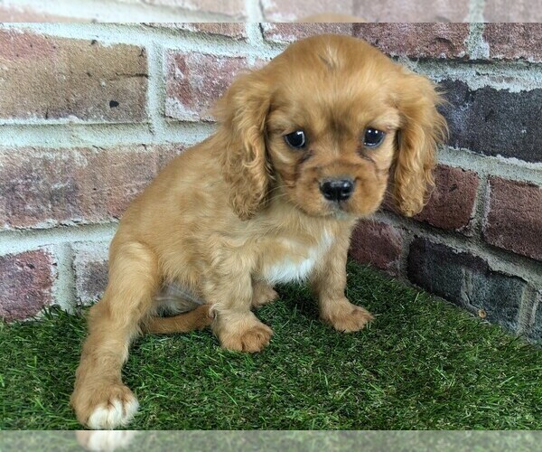 Medium Photo #9 Cavalier King Charles Spaniel Puppy For Sale in MOBERLY, MO, USA