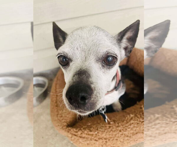 Medium Photo #5 Chihuahua Puppy For Sale in Gulfport, MI, USA