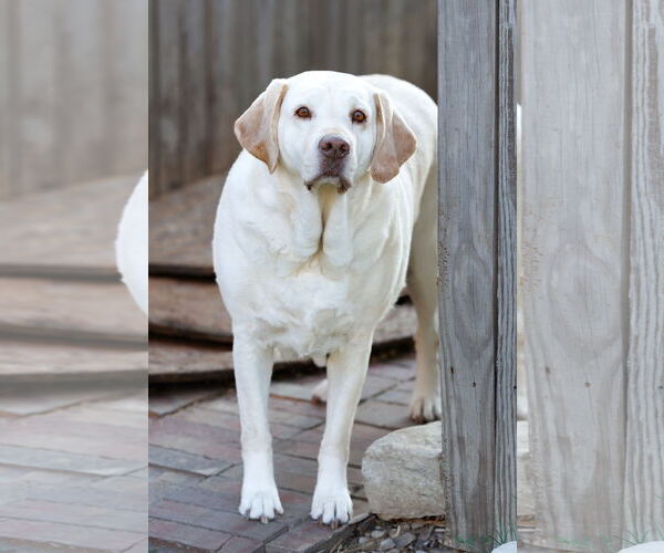 Medium Photo #9 Mutt Puppy For Sale in McKinney, TX, USA