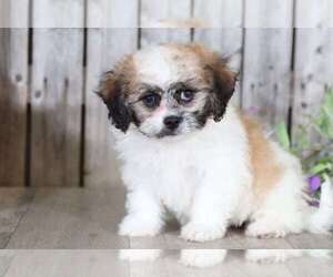 Zuchon Puppy for sale in MOUNT VERNON, OH, USA