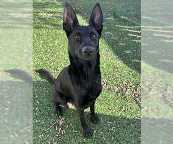 Medium Photo #1 German Shepherd Dog-Unknown Mix Puppy For Sale in Fremont, CA, USA