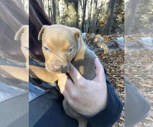American Pit Bull Terrier-Doberman Pinscher Mix Puppy for sale in HAYESVILLE, NC, USA