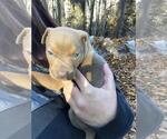 Small Photo #1 American Pit Bull Terrier-Doberman Pinscher Mix Puppy For Sale in HAYESVILLE, NC, USA