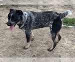 Small #3 Texas Heeler