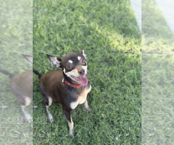 Medium Photo #1 Chihuahua-Unknown Mix Puppy For Sale in Visalia, CA, USA