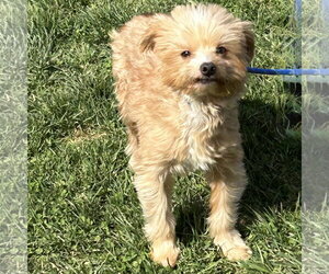 Maltese-Unknown Mix Dogs for adoption in Batavia, OH, USA