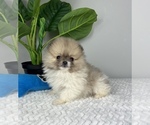 Small Photo #7 Pomeranian Puppy For Sale in FRANKLIN, IN, USA