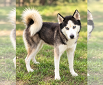 Frey *Foster Needed* - Male Siberian Husky Dog for Adoption - Small photo