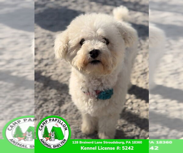 Medium Photo #2 Bichon Frise Puppy For Sale in Stroudsburg, PA, USA