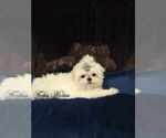Small Photo #1 Maltese Puppy For Sale in OCALA, FL, USA