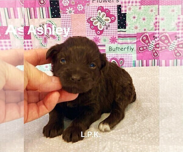 Medium Photo #3 Schnauzer (Miniature) Puppy For Sale in WINNSBORO, LA, USA