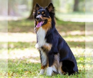 Father of the Miniature Australian Shepherd puppies born on 04/30/2025
