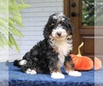 Piper - Male Bernedoodle (Miniature) Puppy for Sale - Photo #3
